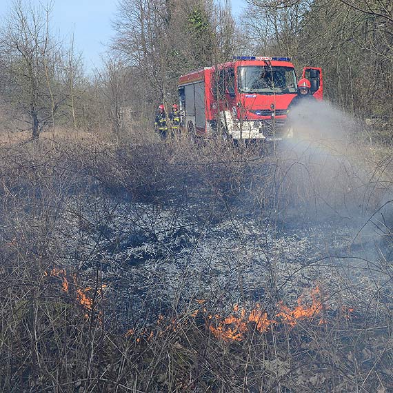 Poar traw na nieuytkach w Lubinie