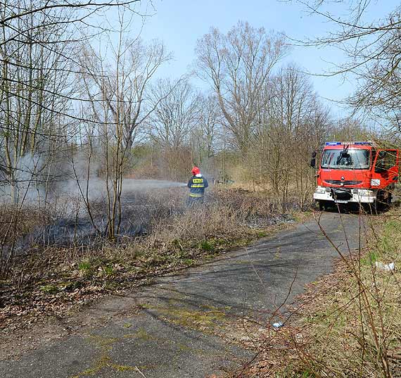 Poar traw na nieuytkach w Lubinie
