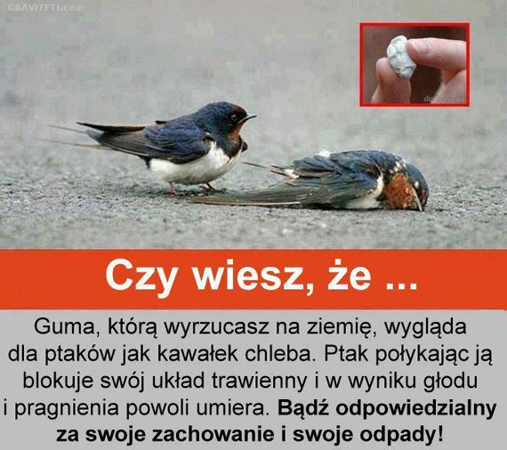 Gum do ucia wyrzucaj zawsze do kosza na mieci. Dlaczego?
