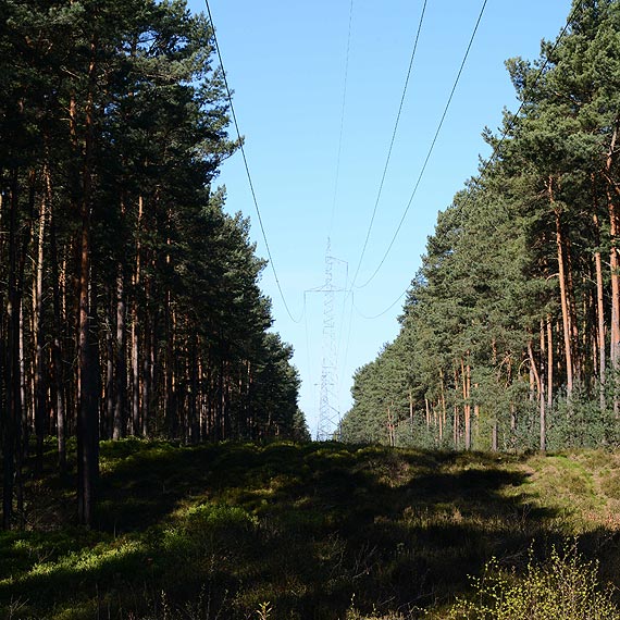 Czytelnik: Dlaczego linie energetyczne przebiegaj tak blisko wysokich drzew?