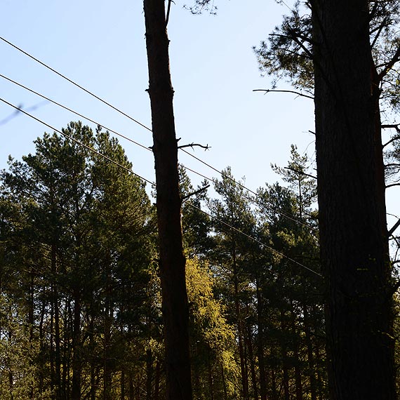 Czytelnik: Dlaczego linie energetyczne przebiegaj tak blisko wysokich drzew?