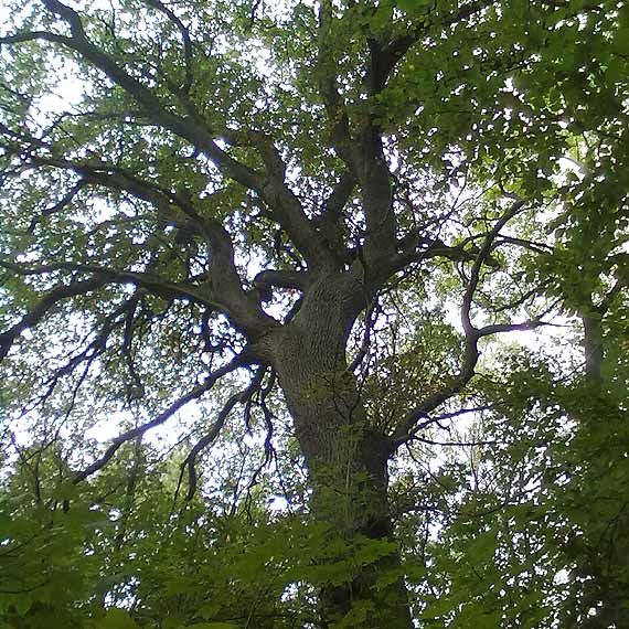 Międzyzdroje: Na sesji o pomnikach przyrody