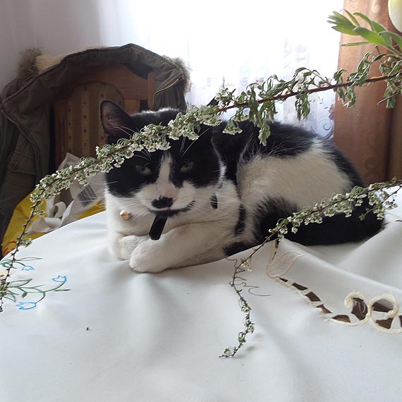 Kotek zagin w Kamieniu Pomorskim. Waciciele prosz o pomoc 