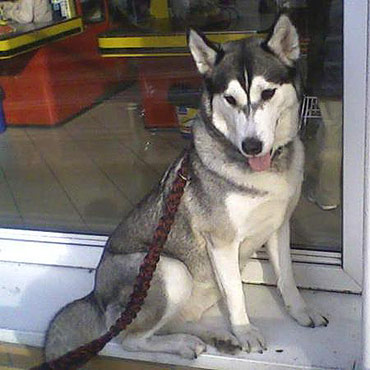 Szukamy psa rasy husky