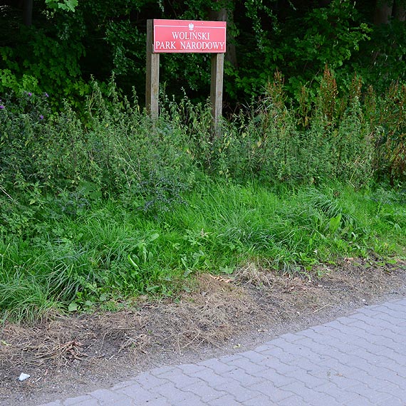 Czytelnik: Pobocza cieek rowerowych i chodnikw spryskane zostay herbicydem