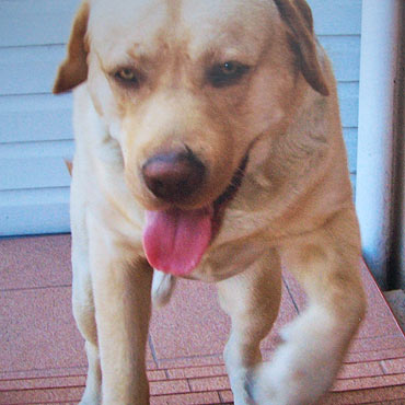 Szukamy biszkoptowego labradora