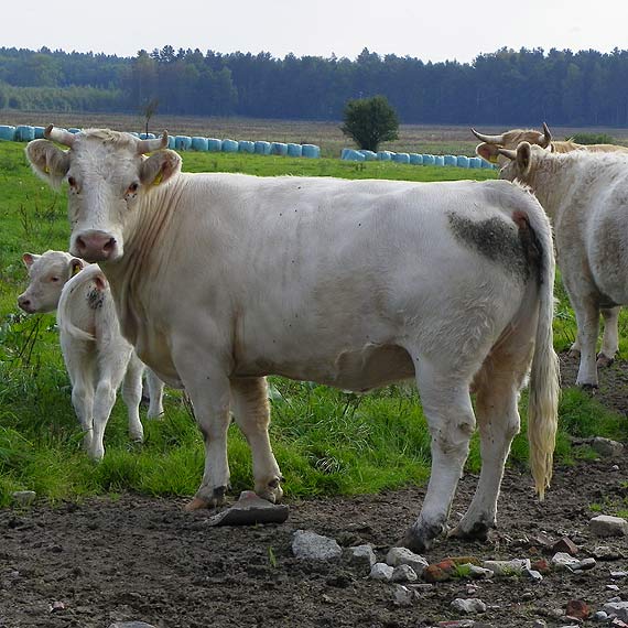 Charolaise w Upadłych koło Golczewa