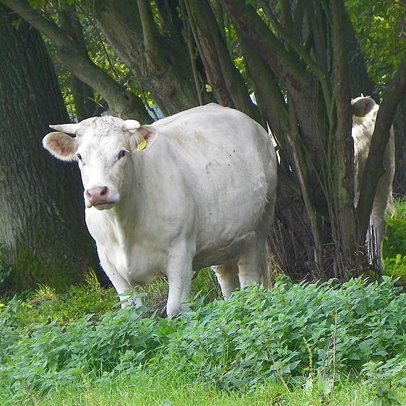 Charolaise w Upadłych koło Golczewa