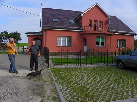 Charolaise w Upadłych koło Golczewa