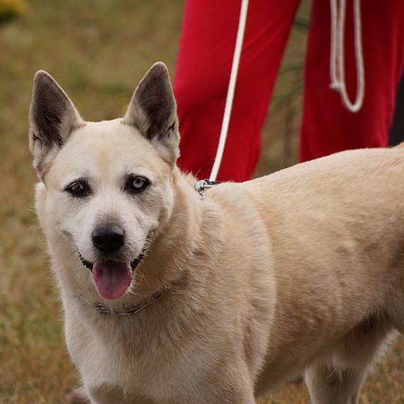 W okolicach Koczewa zagin pies rasy Husky