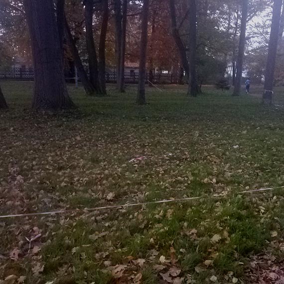 Czytelnik: Dojdzie do tego, e drzewo ktrego dnia spadnie i kogo zabije 