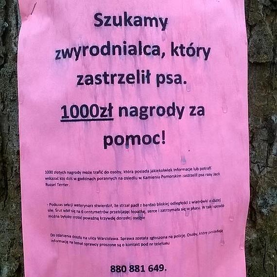Szukamy zwyrodnialca, ktry zastrzeli psa. 1000 zotych nagrody! 