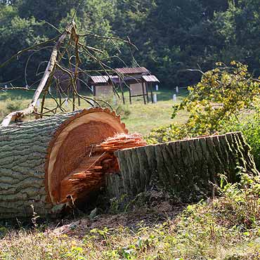 Wolin:  Wycito topole na drodze do play. Teraz bdzie bezpieczniej