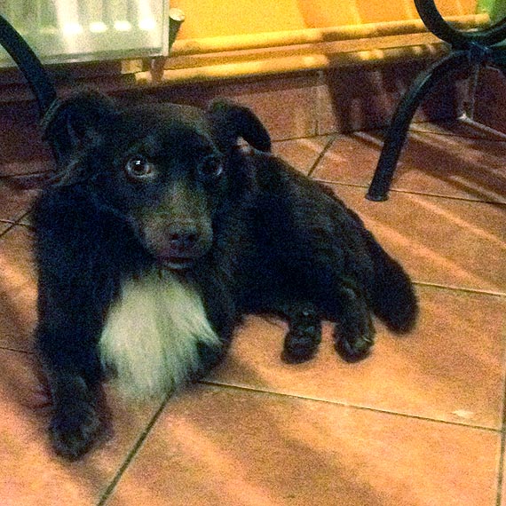 Czyj to pupilek? Czeka na waciciela