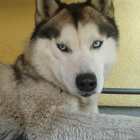 W okolicach ronda w unowie zagin pies