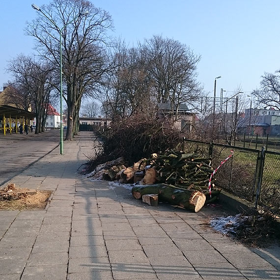 Czytelnik: Drzewo zalega na chodnikach. Jak to wyglda?