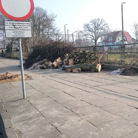 Czytelnik: Drzewo zalega na chodnikach. Jak to wyglda?