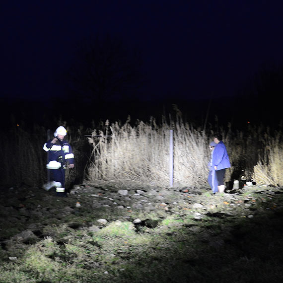 Trzcina palia si w Wapnicy. Na szczcie ogie si nie rozprzestrzeni