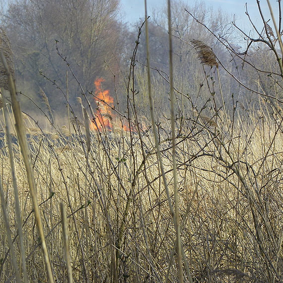 Znowu paliy si trawy. Tym razem w Lubinie i Buniewicach