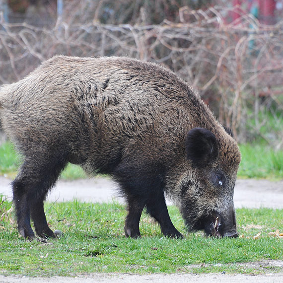 Dziki siay spustoszenie w Midzyzdrojach. Wadze miasta powiedziay stop