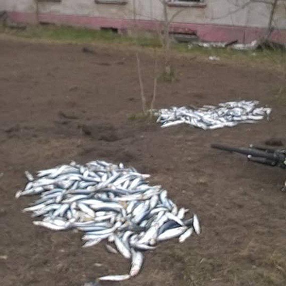 Czytelnik pyta, po co ktoś wyrzucił ryby