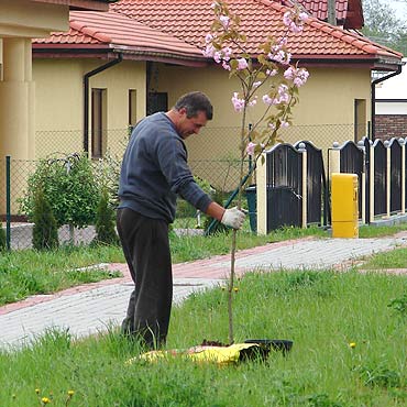Kamie Pomorski: Wycili drzewa, ale posadz nowe
