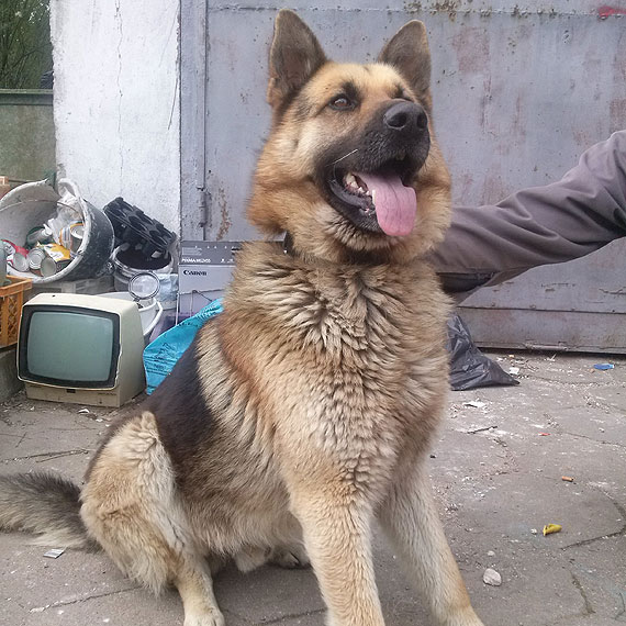 Owczarek niemiecki bk si po Wolinie. Jeste jego wacicielem? Zadzwo do Urzdu Miejskiego