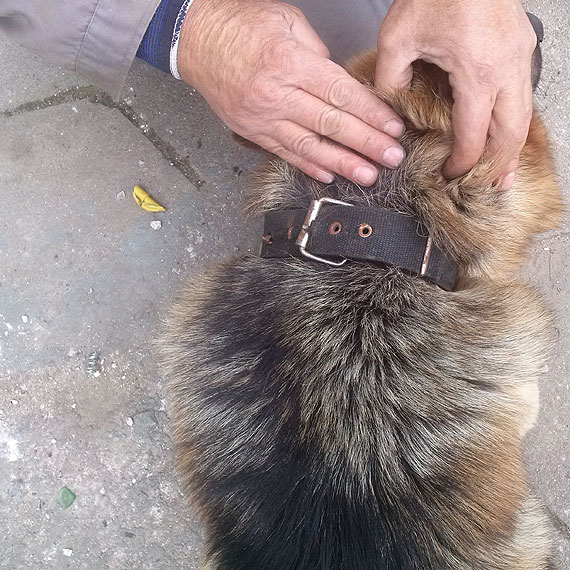 Owczarek niemiecki bk si po Wolinie. Jeste jego wacicielem? Zadzwo do Urzdu Miejskiego