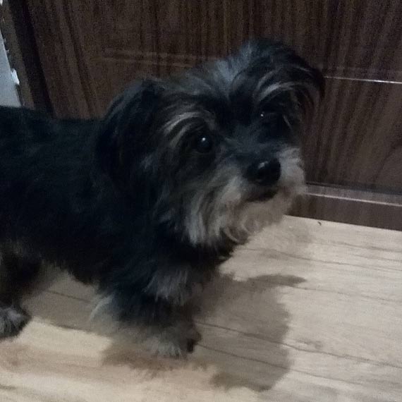 Maa i sodka zguba. Chce wrci do domu