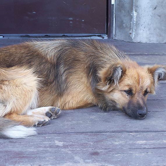 May kocurek i suczka szukaj domu. Chcesz zosta ich nowym wacicielem? Zadzwo  609676406
