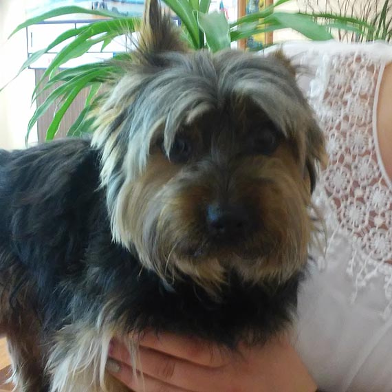 Zaginiony pies czeka na waciciela w Urzdzie Mejskim