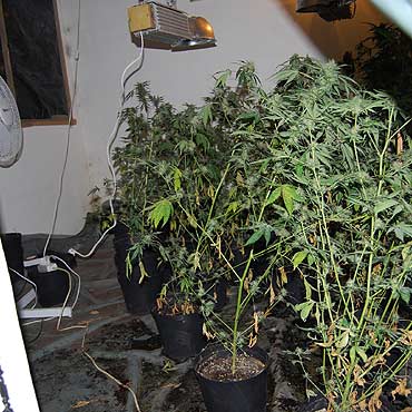 Zlikwidowano plantacj marihuany
