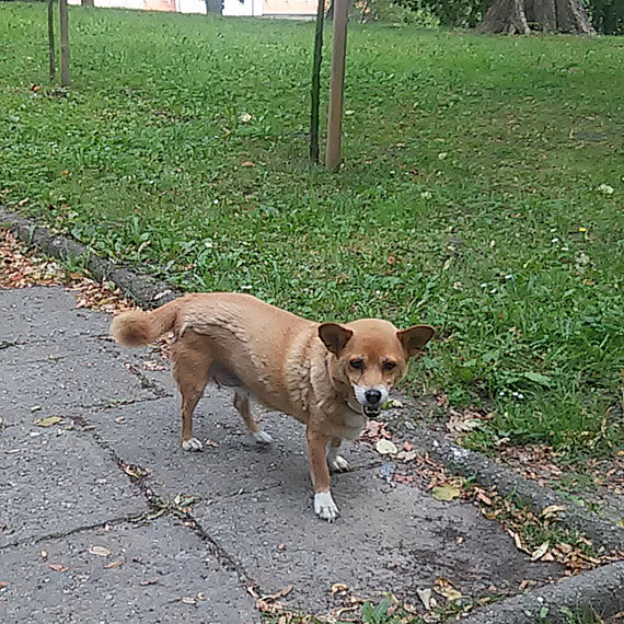 W Kamieniu Pomorskim bka si piesek! Zobacz moe to Twj pupil!