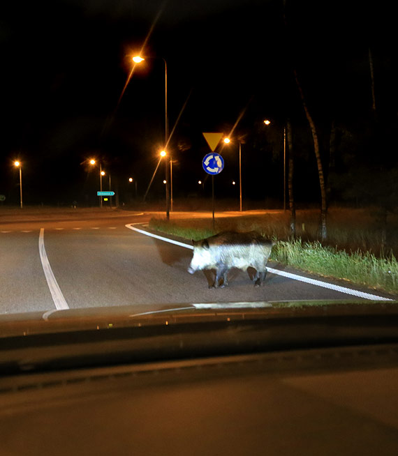 Jedzisz w nocy? Uwaaj, dziki na drodze to mier...