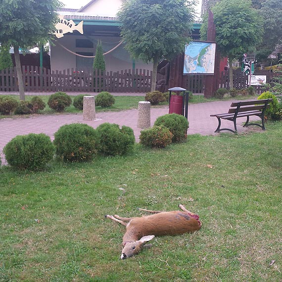 Czytelniczka: Miejscowe psy rozszarpay sarn... Tamtdy przecie chodz dzieci do szkoy!