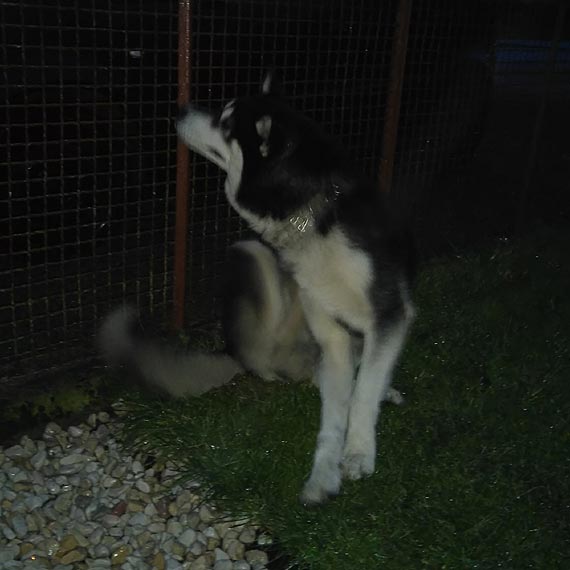 Husky bka sie po Stawnie