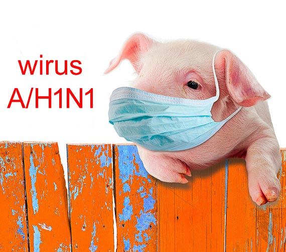 Czy pandemia wiskiej grypy grozi mieszkacom powiatu kamieskiego?