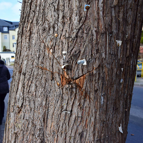 Czytelnik: Gupota ludzka nie zna granic. W Midzyzdrojach wandal wyadowa swoje frustracje na drzewie…