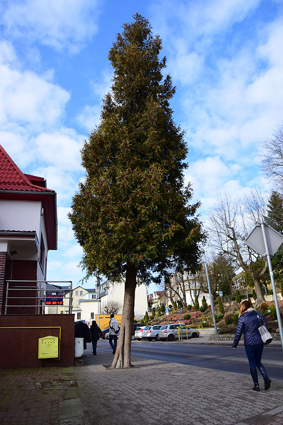 Czytelnik: Głupota ludzka nie zna granic. W Międzyzdrojach wandal wyładował swoje frustracje na drzewie…
