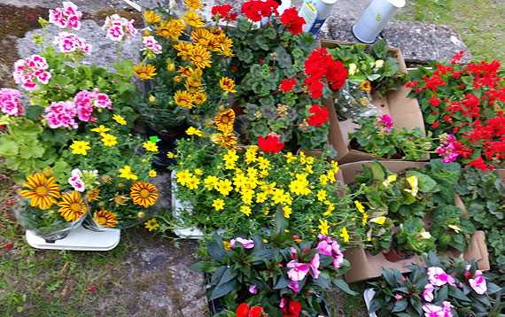 Akcja kwiatki za elektroodpadki zakończona sukcesem