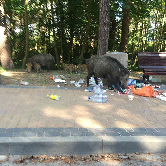 Pierwsi turyci na midzyzdrojskiej promenadzie 