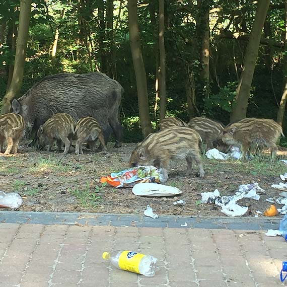 Pierwsi turyci na midzyzdrojskiej promenadzie 