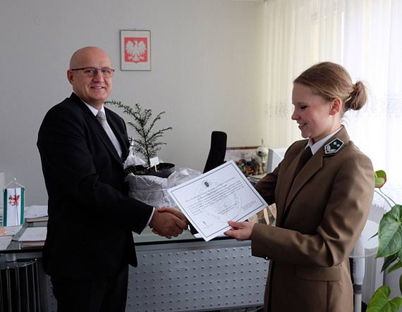 Sadzonka cisa pospolitego dla Golczewa