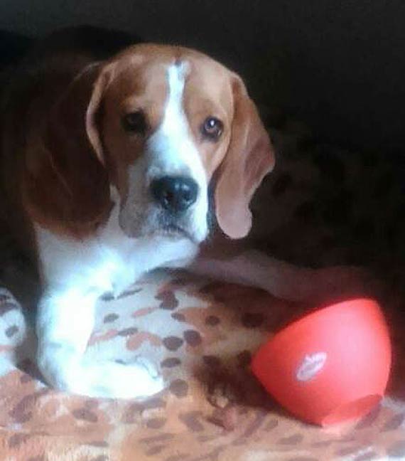 Pommy wacicielom odszuka Diego!