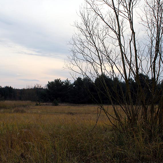 W okolicach Wysokiej Kamieńskiej zamiast drzew na polach roponośnych wyrosną szyby naftowe