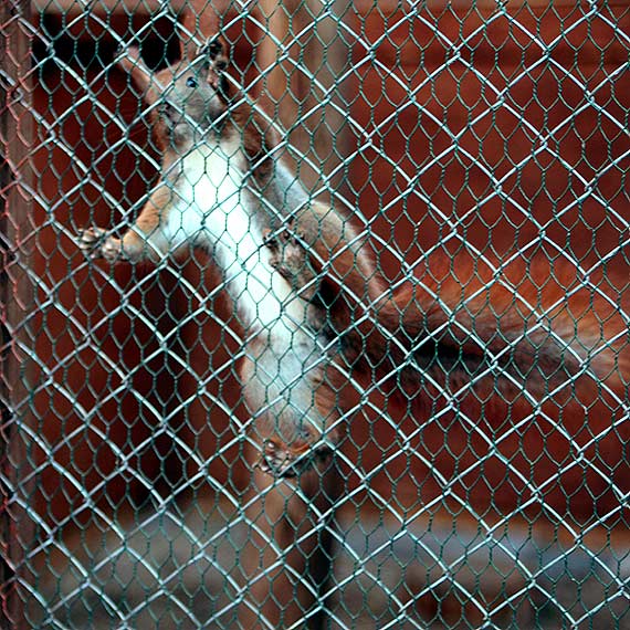 Łabędź dożywotnim rezydentem Ośrodka Rehabilitacji Dzikich Zwierząt w Warnowie