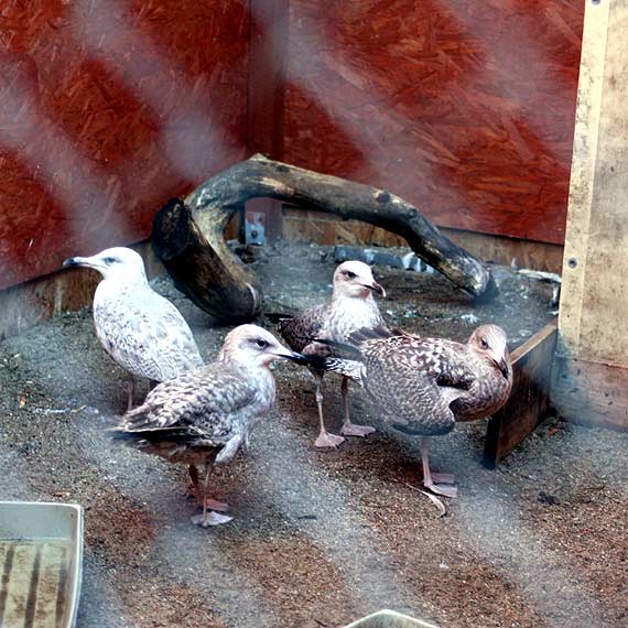 Łabędź dożywotnim rezydentem Ośrodka Rehabilitacji Dzikich Zwierząt w Warnowie