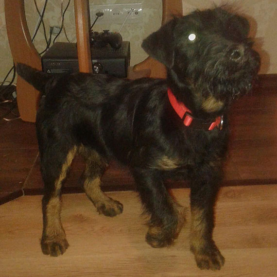 Kto widział Borysa? Właściciele psiaka proszą o pomoc