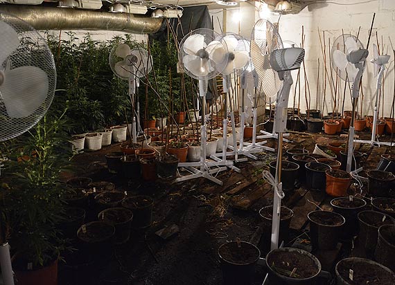 Policjanci zlikwidowali plantacj konopi