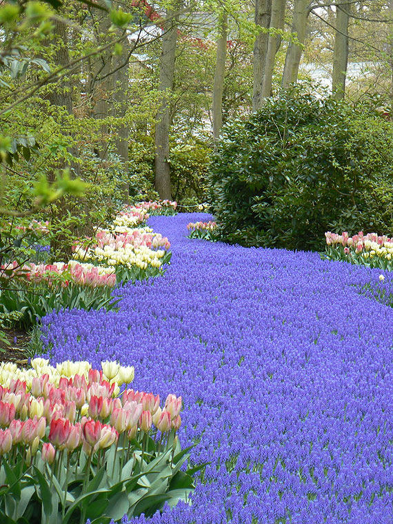 Królestwo tulipanów otworzyło swoje podwoje!